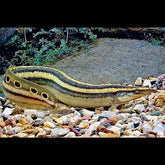 Macrognathus siamensis Oogvlek stekelaal